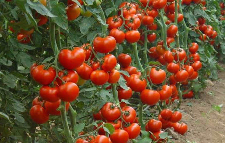 Томат Красная шапочка - описание сорта, характеристика, урожайность, отзывы,фото