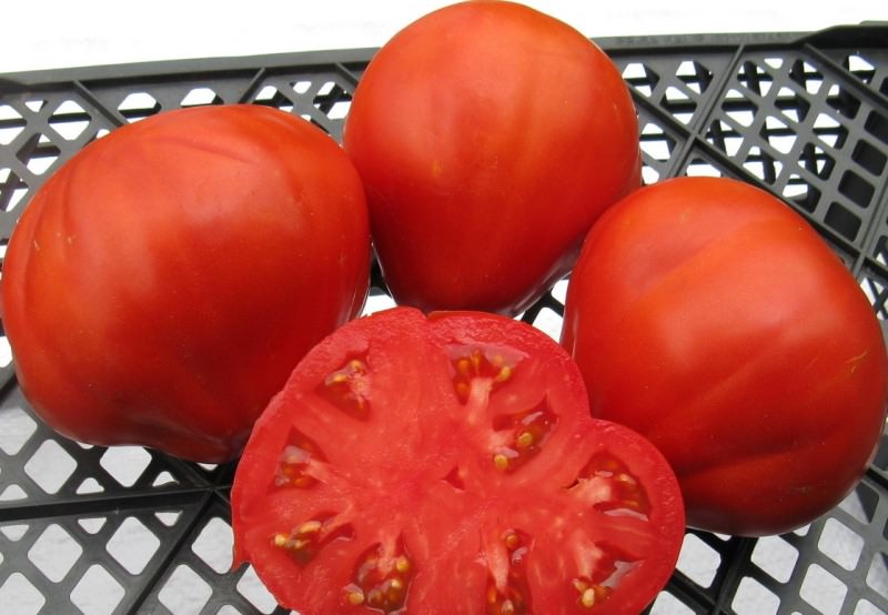 Сто пудов: описание сорта томата, характеристики помидоров, выращивание