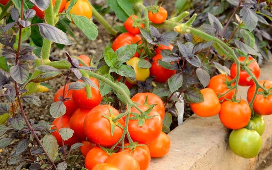Томат "Санька": характеристика и описание сорта помидор с фото
