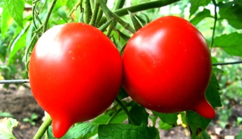 Томат мадонна f1 характеристика и описание сорта выращивание с фото