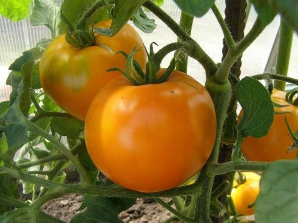 помидоры дачник описание сорта фото отзывы