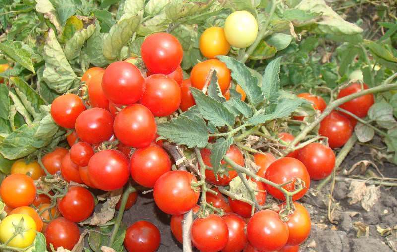 Томат Пиноккио: описание сорта помидоров, характеристики, выращивание и отзывы | Недостатки и преимущества, болезни и вредители