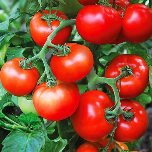 Томат Непас описание сорта помидоров характеристики посадка и выращивание болезни и вредители отзывы