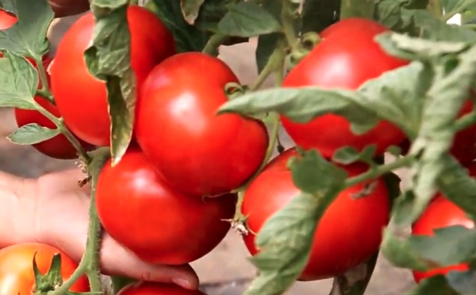 Томат Красный петух - описание сорта, характеристика, урожайность, отзывы,фото